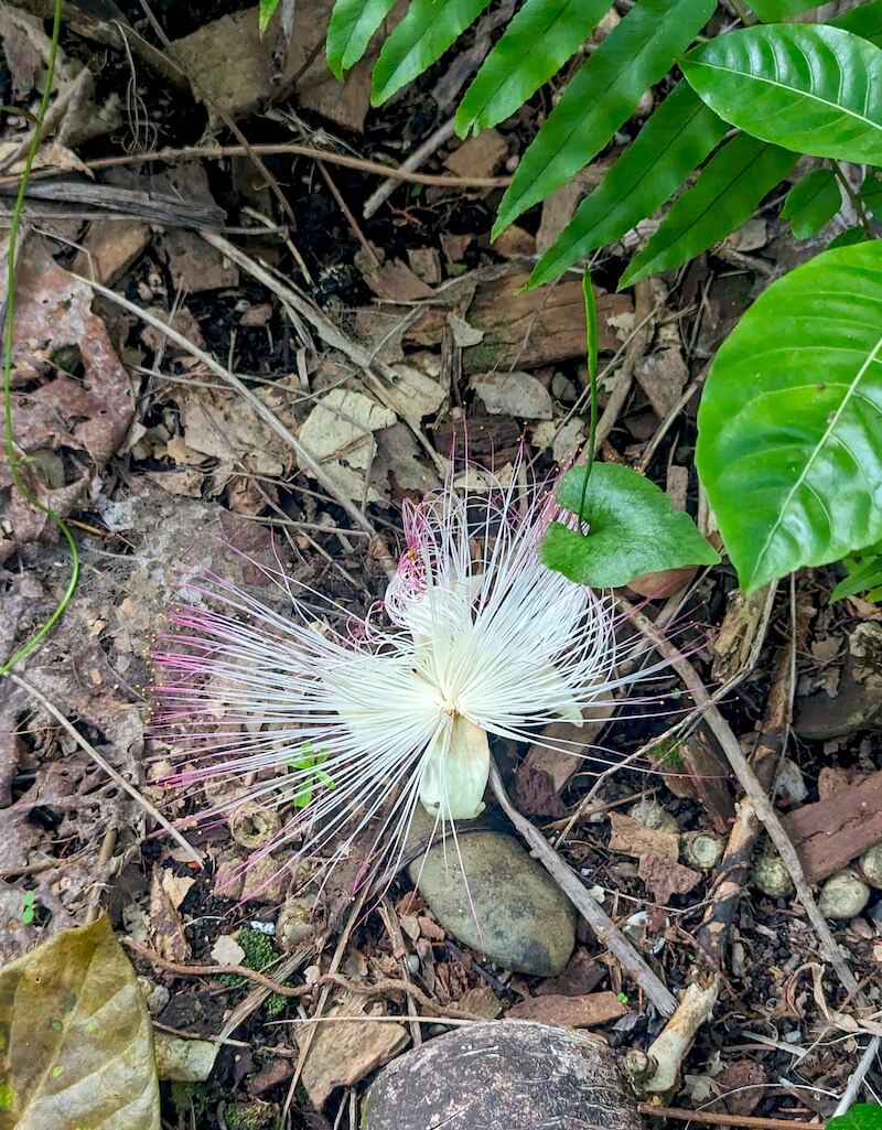 pink and white fluffy putu flower that serves as a seed/fruit of the plant on the ground