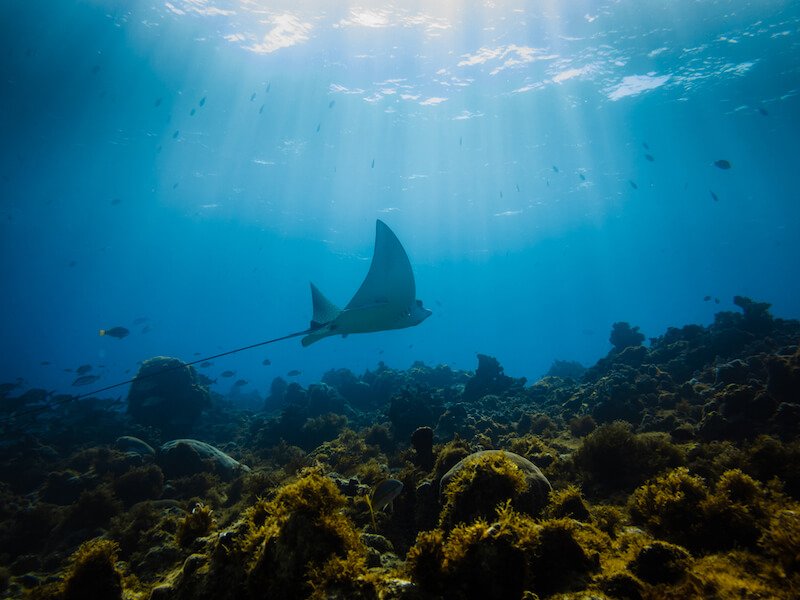 an eagle ray in the shallow area underwater with light streaming from above the surface