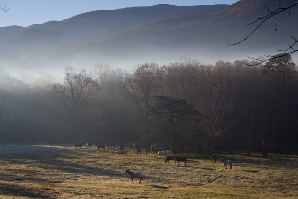 Views of horses on the rich mountain road on this great smoky mountains itinerary 