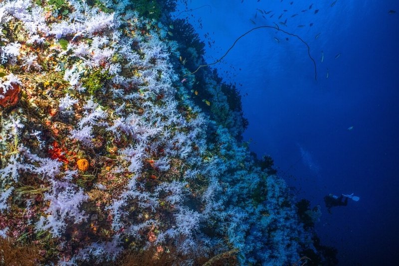 the great white wall dive site in fiji with coral growing like snow off the side of the sea wall