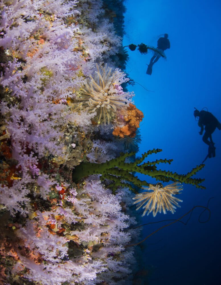 a vertical view of the great white wall as seen in taveuni when the tide is in the right bloom stage