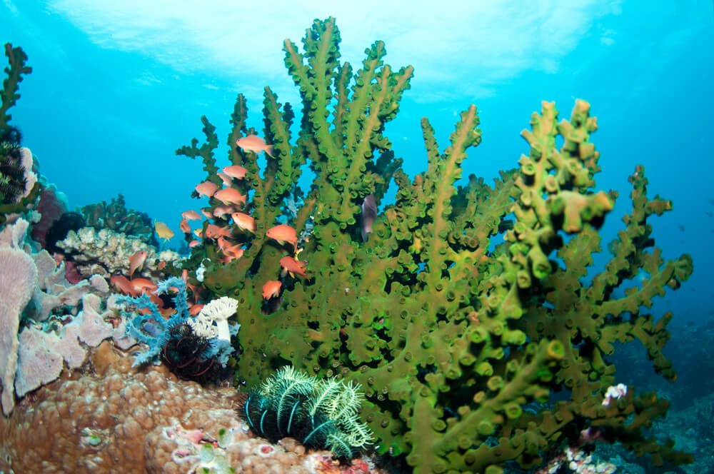 green fan coral and orange anthias
