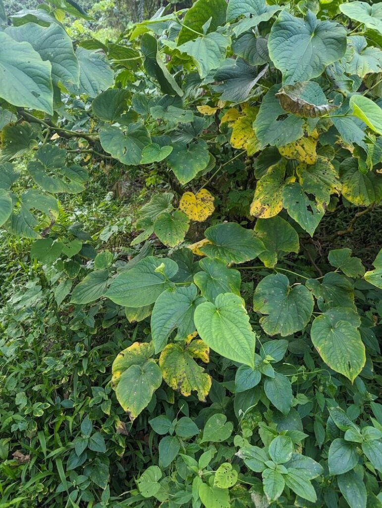 the kava plant in fiji, whose roots make a slightly intoxicating beverage which is a popular drink amongst fijians and a key part of the culture