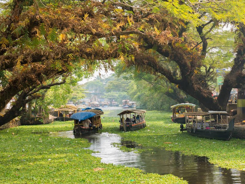 A view of all the different houseboats on the backwaters of Kerala with lily pads in water and lush trees above