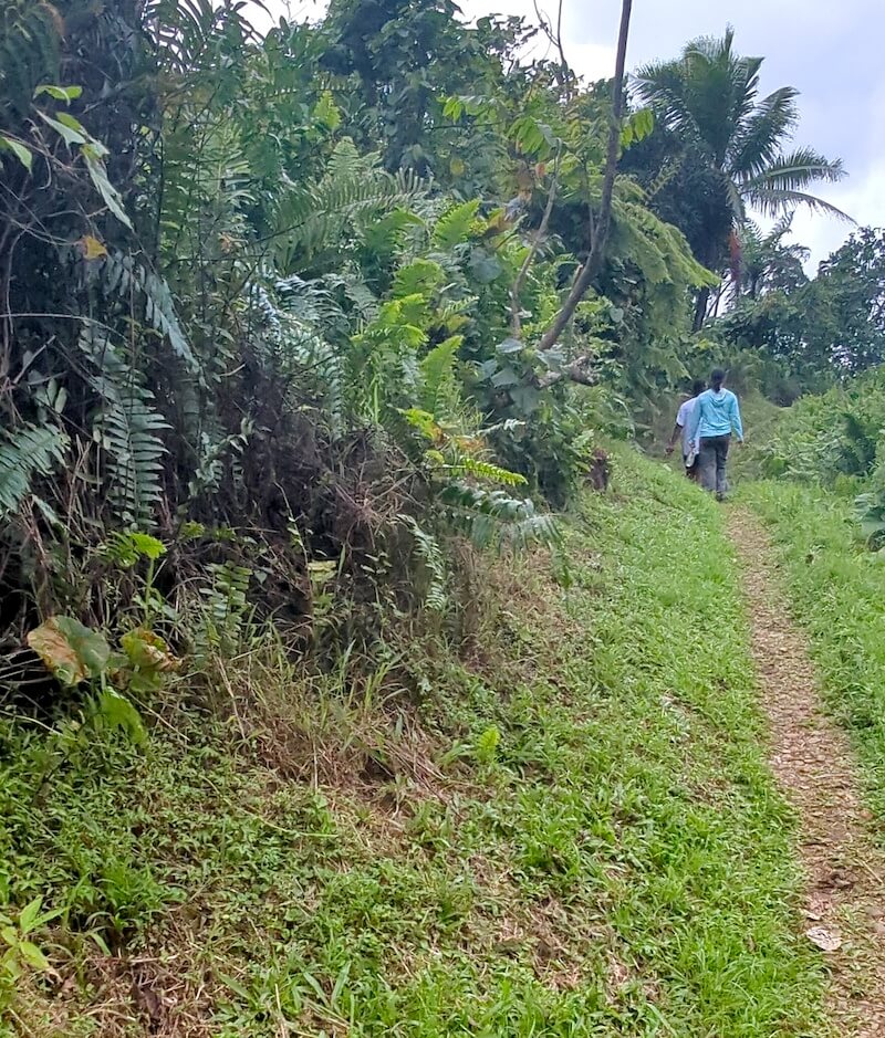 plant life and scenery on the lavena coastal trail with guide and fellow hiker on the trail