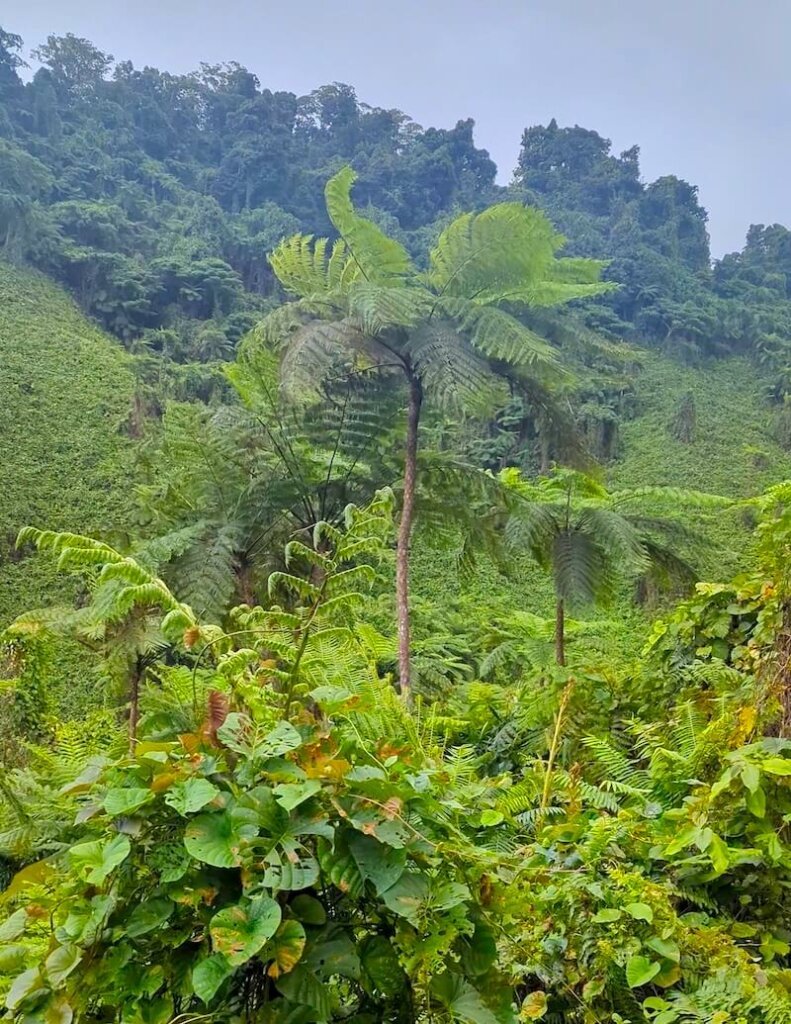 view along the way to the lavena coastal walk with tree fluttering in the wind