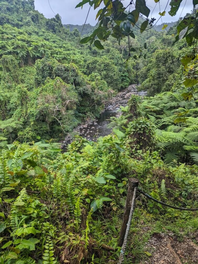 view of the stream that the waterfall creates after falling from the side of a cliff with palms and other tropical foliage