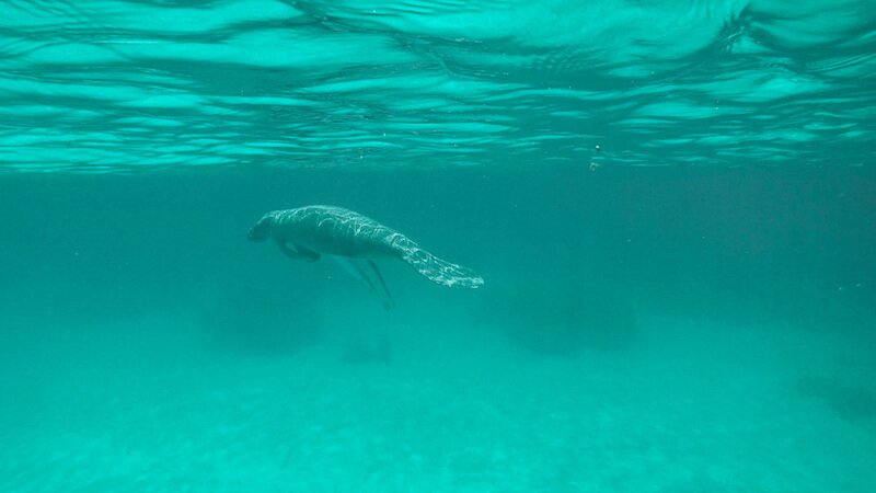 a manatee seen in the waters of Hol Chan Marine Reserve, swimming peacefully, while snorkelers observe from afar