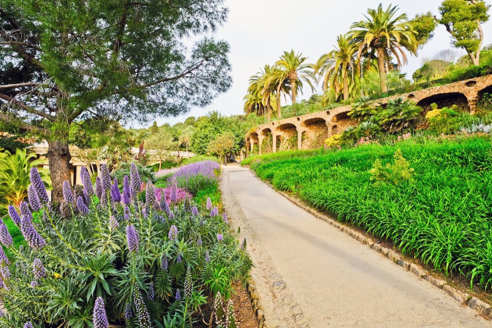 views of a landscaped area in park guell with a path leading through a garden with flowers and lupines