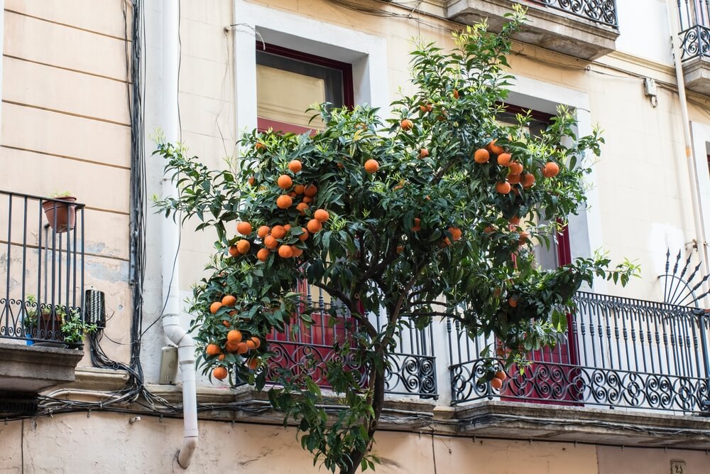 Street with orange tree with oranges and a balcony of a house in the background in Gracia, Barcelona

