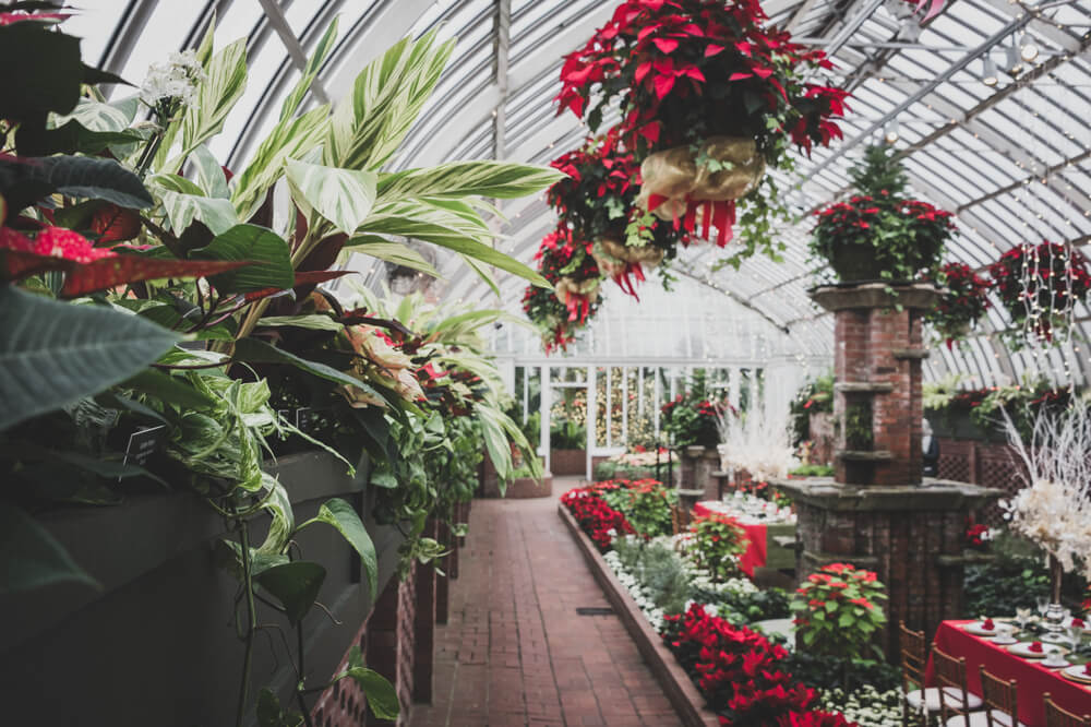 Gardens in Phipps Conservatory with christmas flowers