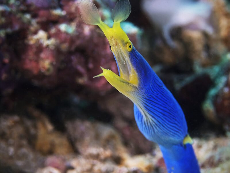 royal blue and yellow eel opening its mouth underwater