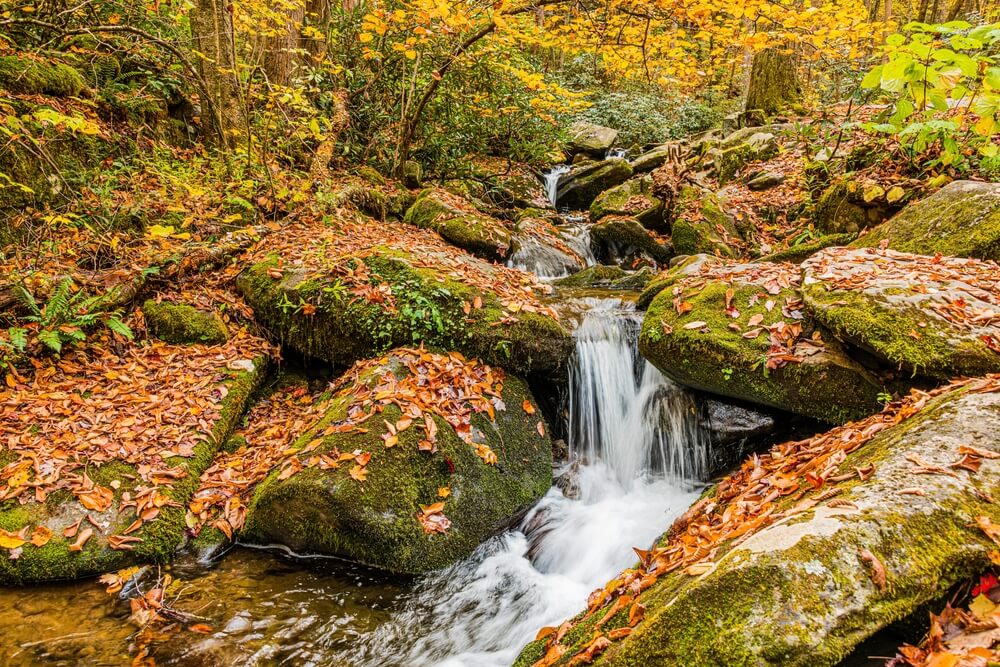 Autumn colors with fallen leaves around the river on Roaring Fork in Great Smoky Mountains NP