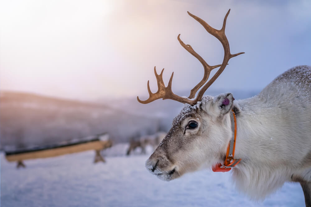 Close up visual of a reindeer on a Sami reindeer farm wearing a collar