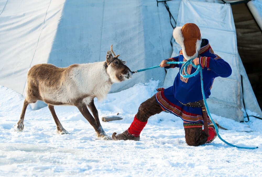 a sámi reindeer herder in traditional dress wrangling a reindeer with a lasso