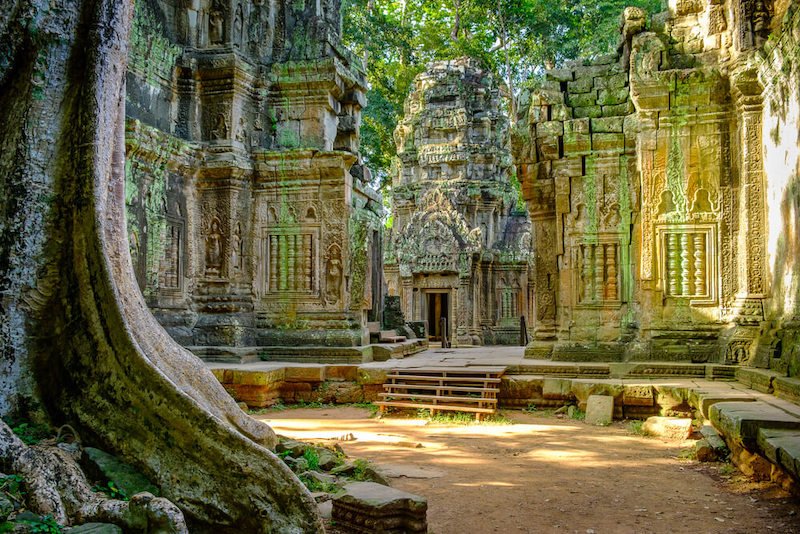 temple in cambodia with green moss and trees growing over the old temple