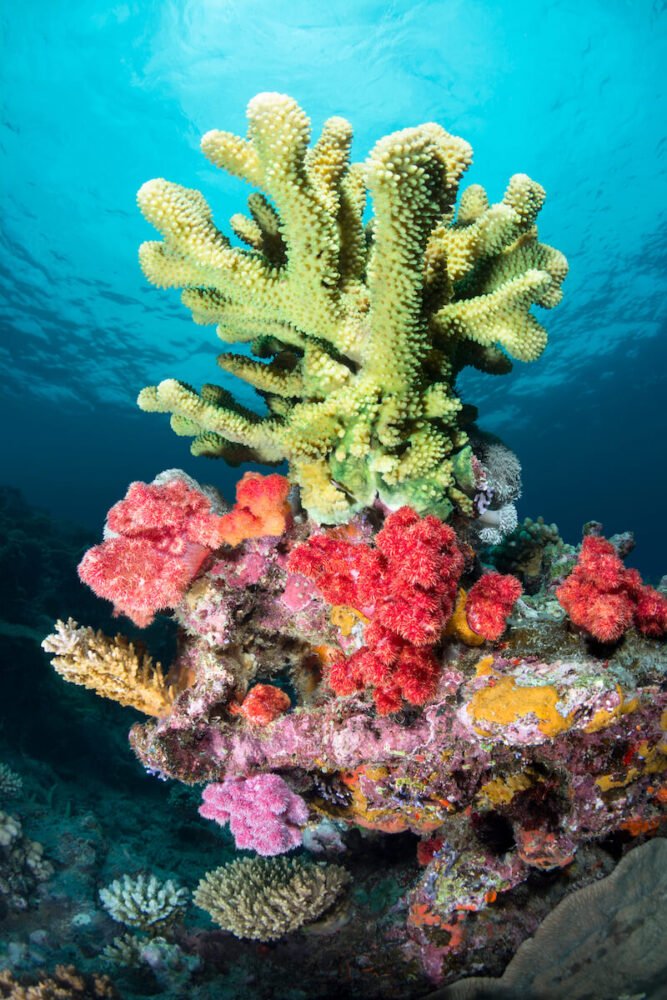 different colors of hard and soft coral together, with greenish yellow, red, and purple hues