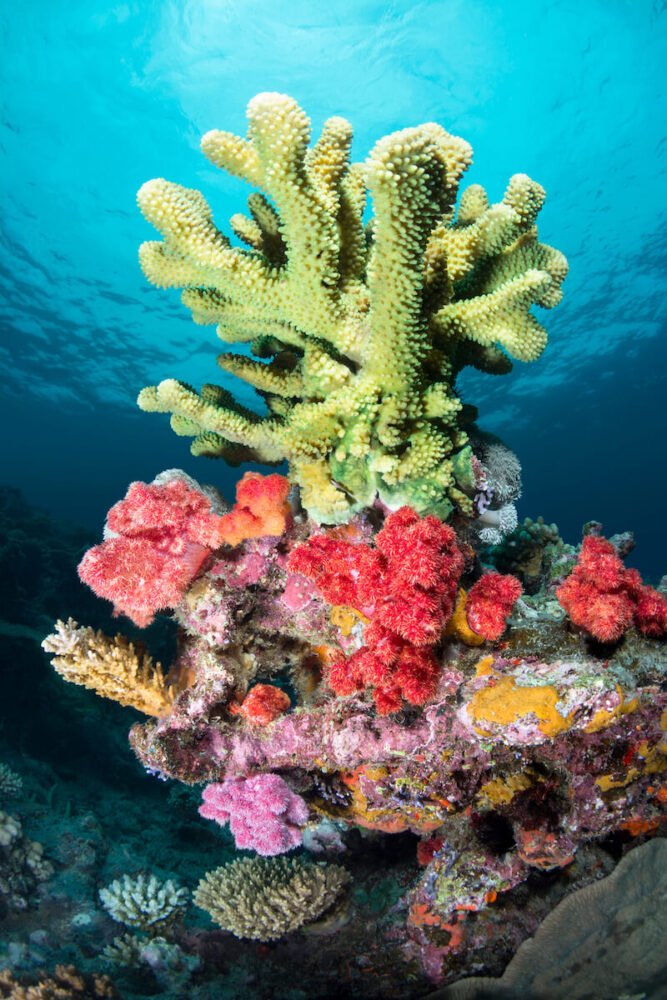 view of the underwater world in taveuni with beautiful colors of coral