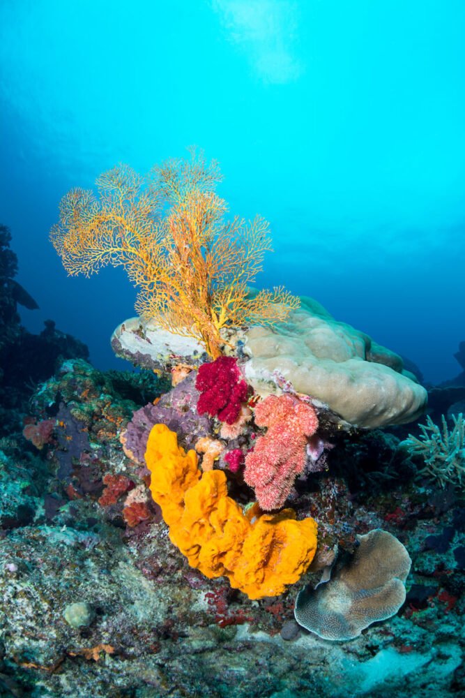 orange sprawling coral, pink and magenta soft coral, and white and orange hard coral with turquoise blue water behind it