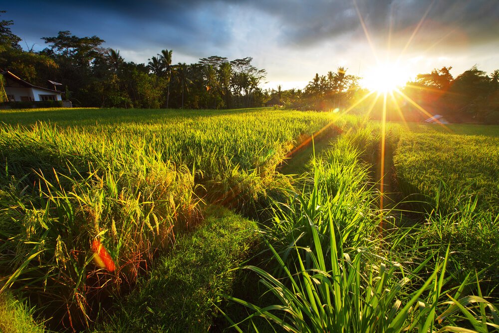 Rice terraces in Ubud surroundings at sunset on the island of Bali with bright sunburst and clouds gathering overhead
