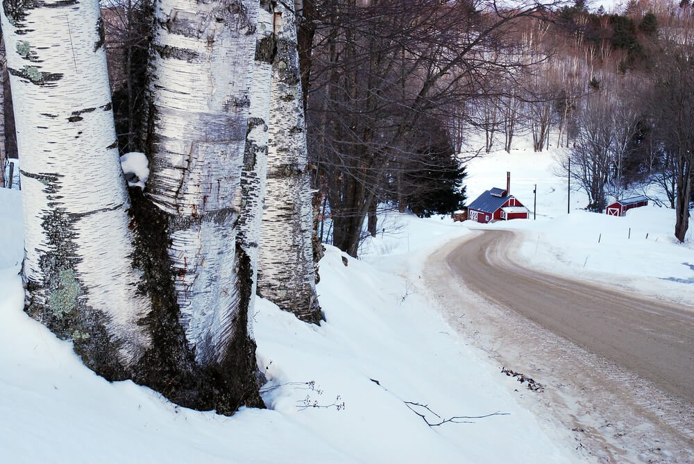 A country road leads past a birch tree forest and a sugar house in Vermont during winter
