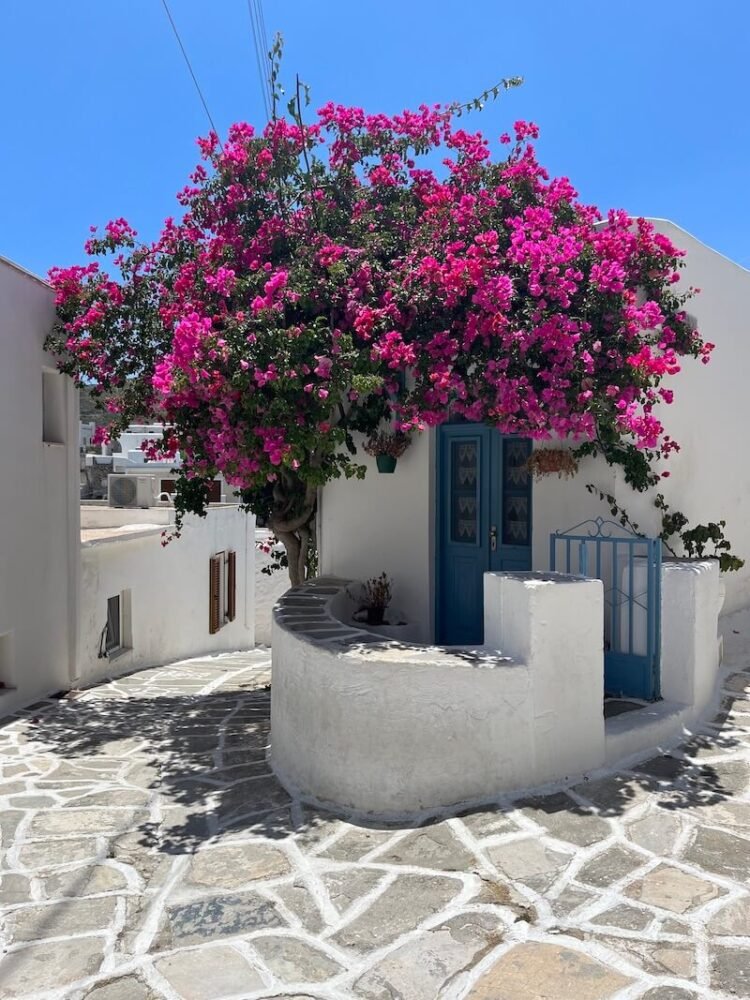 Pink blooming tree next to typical white cycladic architecture wtih blue door and gate and blue sky