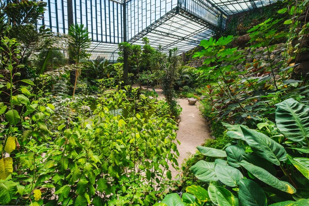 Lush indoor botanical garden housed under a large metal-framed glass ceiling. The space is filled with an array of tropical plants, including tall palms, leafy ferns, and broad-leaved plants. A meandering path invites visitors to explore the verdant surroundings, while the transparent ceiling allows natural light to illuminate the vibrant greenery.