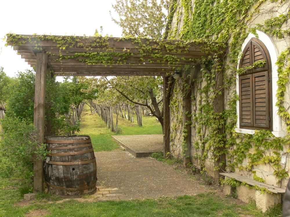 hungary wine cellar with ivy on it and trees around it