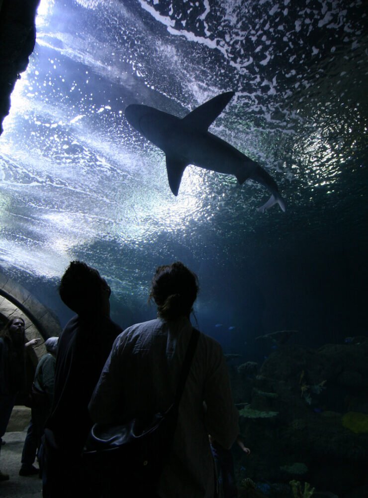 Underwater aquarium tunnel where visitors are silhouetted against the illuminated waters above them. A large shark gracefully swims overhead, casting a shadow amidst the shimmering ripples of light reflected on the water's surface.