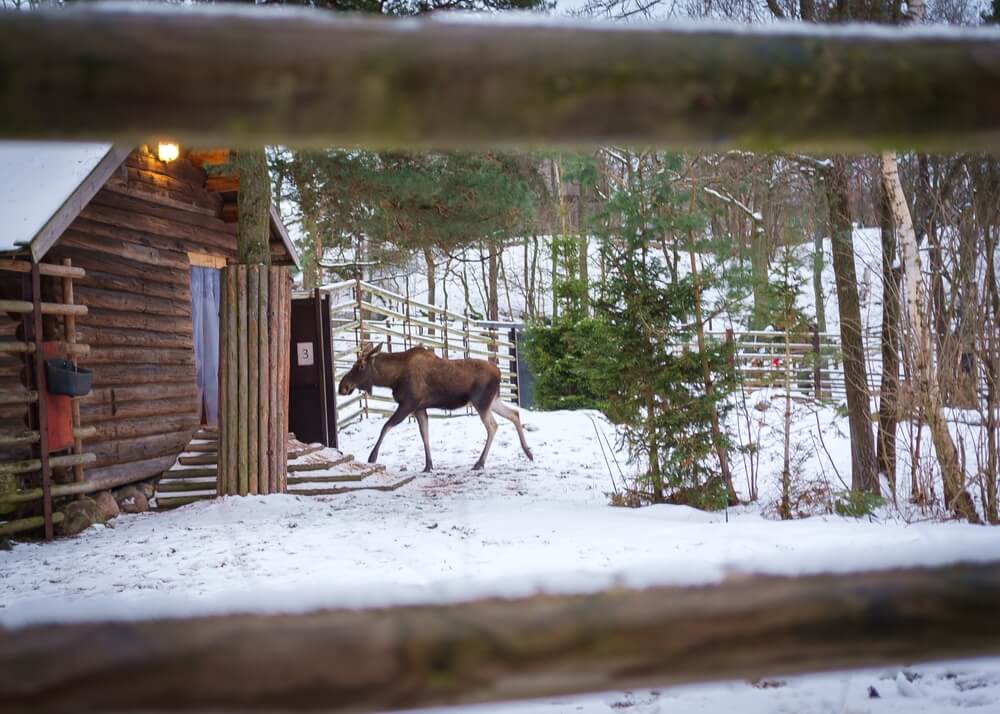 A moose in a pen at the Skansen open air museum in the winter in Stockholm with snow on the ground in the forest.