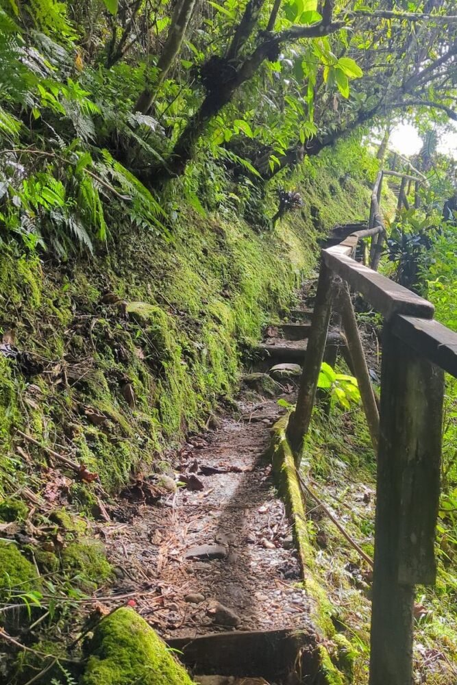 the hike up the many stairs that bring you to the second waterfall in bouma falls on taveuni, with mossy trees and stairs and railing on the trail path to the waterfall