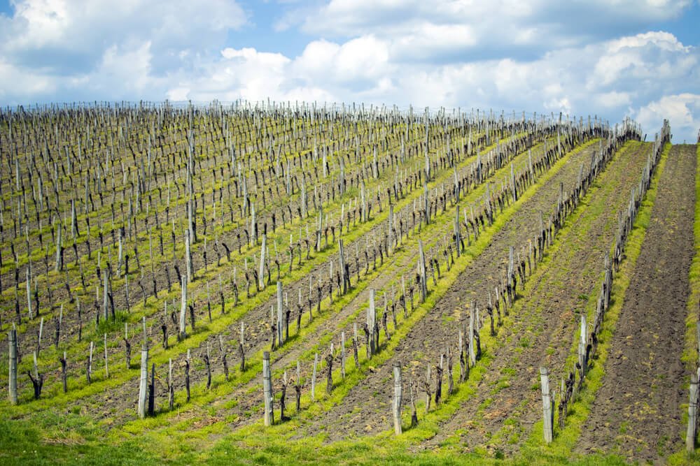 Vineyards on a hill in the Eger regiono of Hungary on a cloudy day