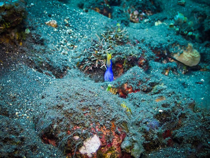 A ribbon eel in Bali