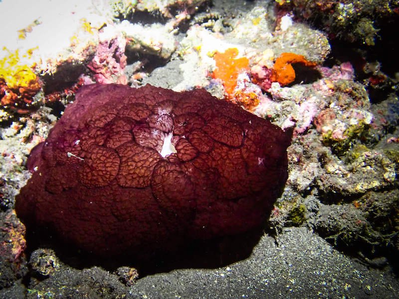 Huge maroon colored sea slug