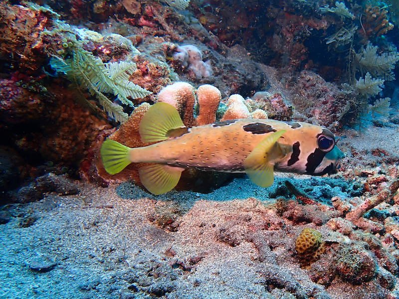 A blotchy porcupine fish which looks like a pufferfish