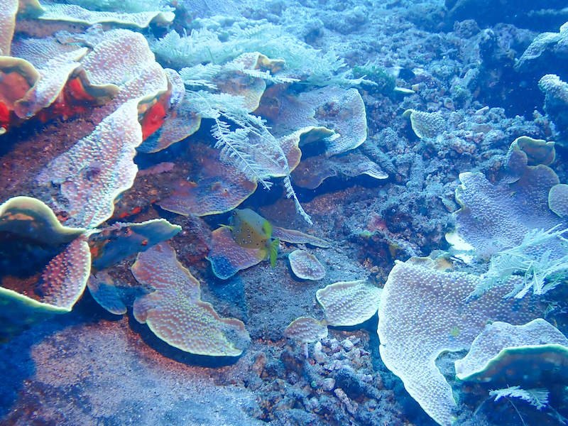 A yellow boxfish in scrawl coral
