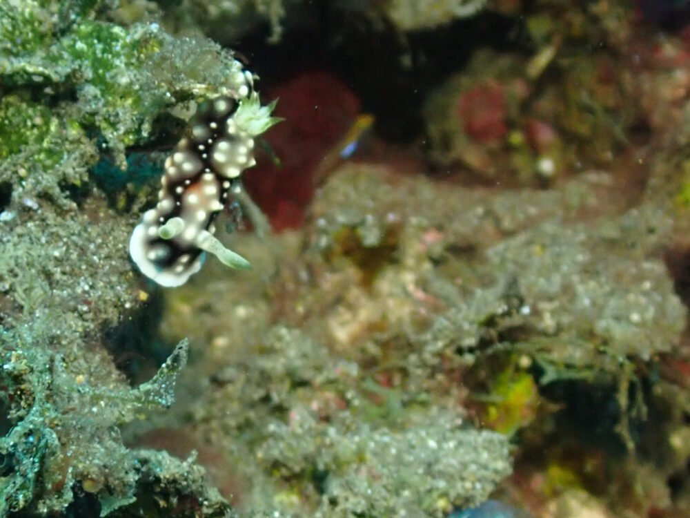 The funky Goniobranchus geometricus a tiny sea slug with geometric shapes and green gills