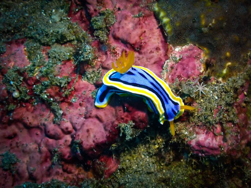 A chromodoris nudibranch with yellow, blue, black and white markings on coral