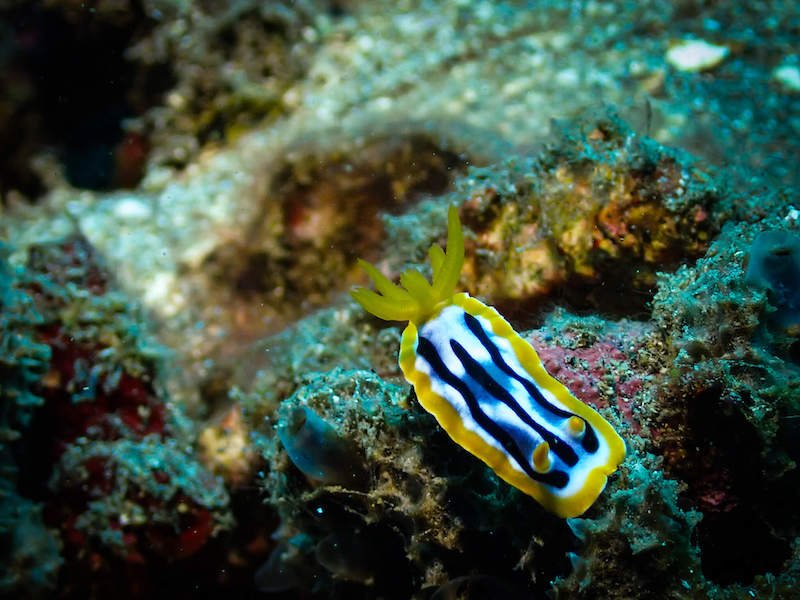 An orange chromodoris nudibranch