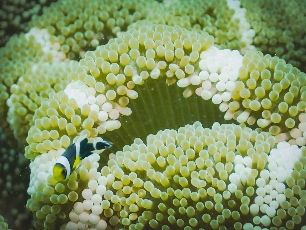 Clownfish in anemone