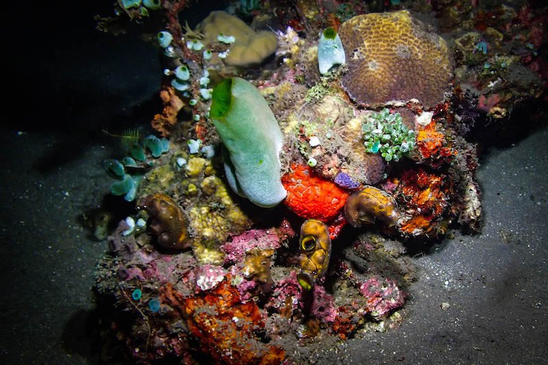 Colorful coral seen at night in Jemeluk Bay