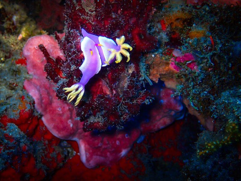 Duo of purple sea slugs with orange gills