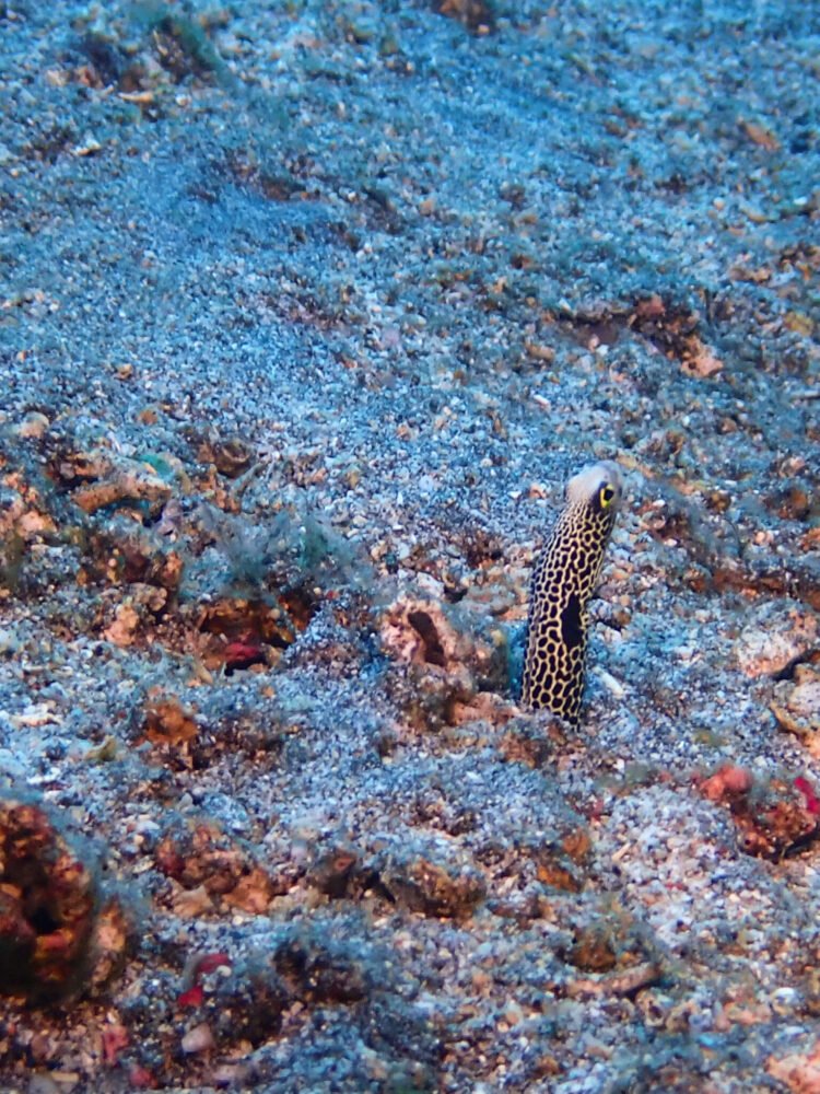 Markings on a garden eel in Amed's Pyramid dive site
