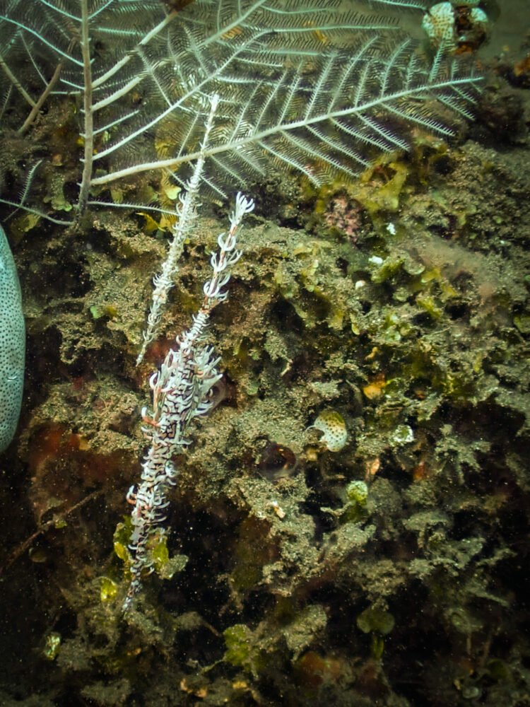 uniquely shaped ghost pipefish