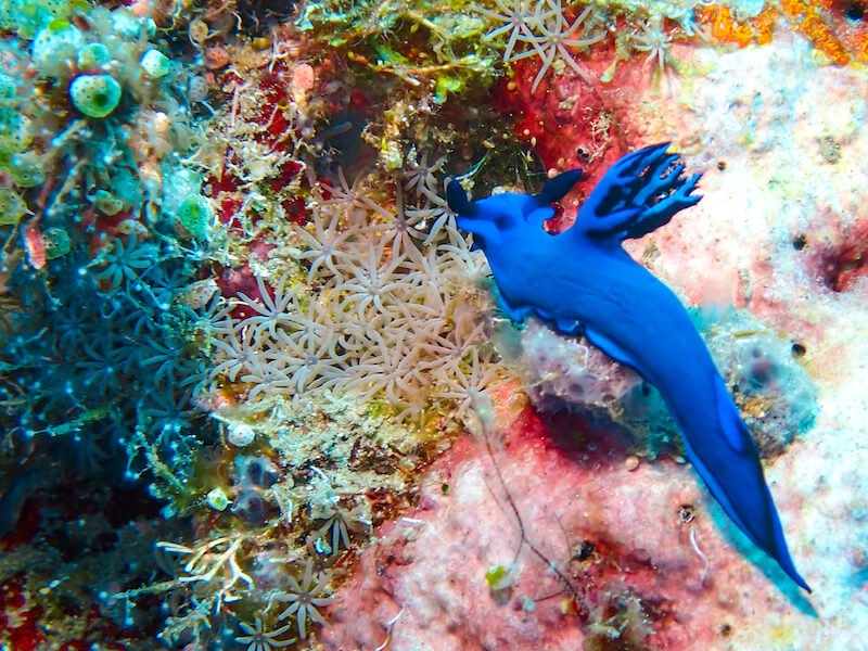 A blue sea slug with gorgeous exposed lungs and brilliant colors on a patch of coral