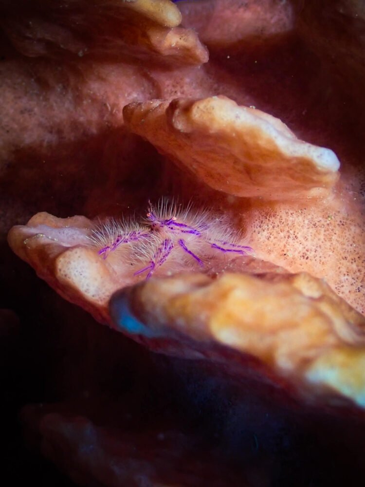 purple crab with little hairs hiding on a sea sponge