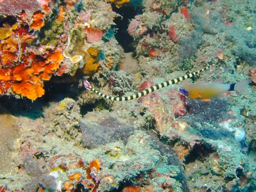 yellow and black striped long fish with pink fin