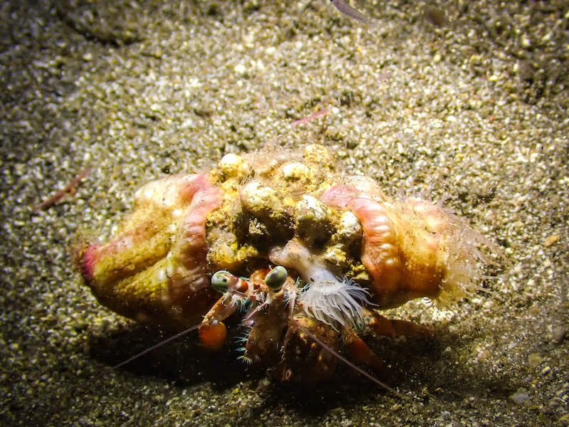 Macro close up photo of a hermit crab at night