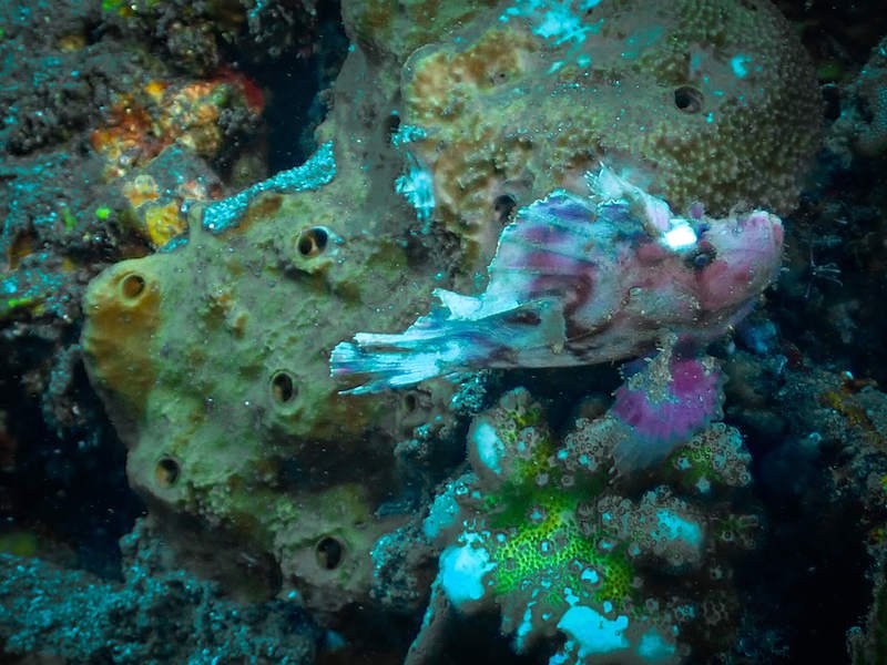 A pink fish that is called a leaf scorpionfish that likes to camouflage on coral