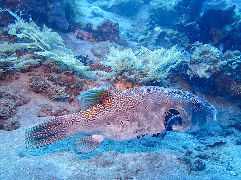 a giant pufferfish with squiggly markings seen while diving in Amed